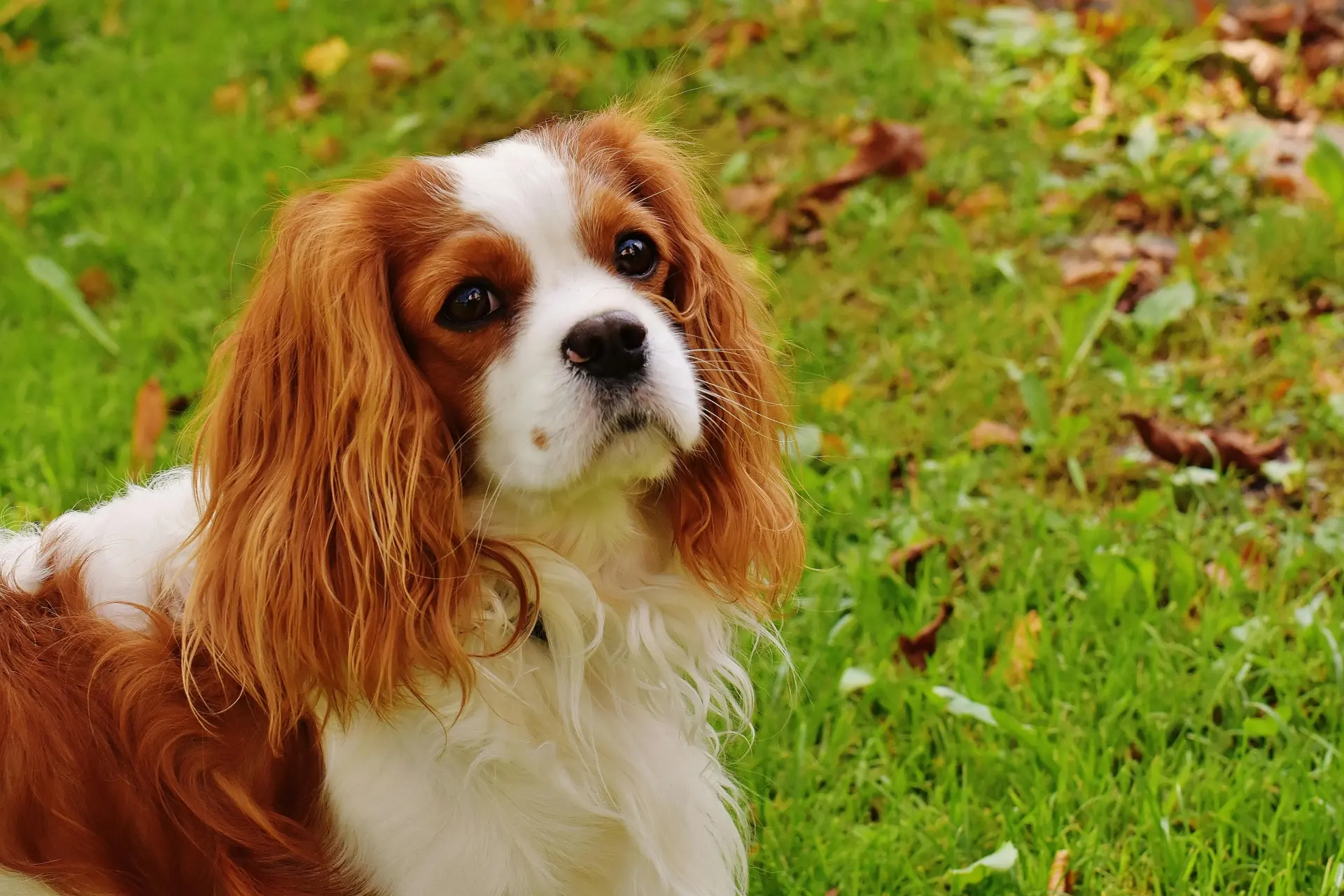 cooles Hundegeschirr